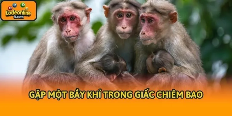 Gặp một bầy khỉ trong giấc chiêm bao