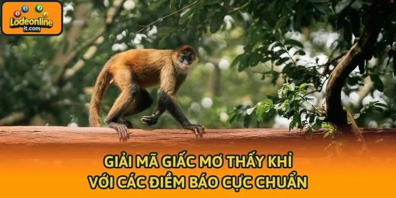 Giải mã giấc mơ thấy khỉ với các điềm báo cực chuẩn